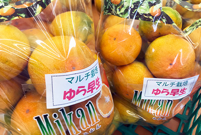 ゆら早生