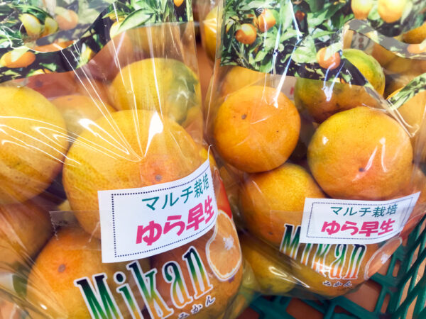 ゆら早生