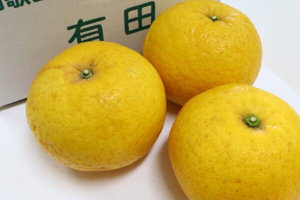 甘夏