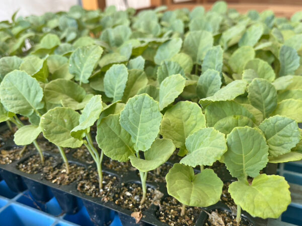 野菜苗